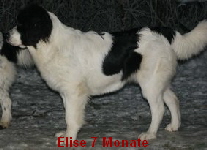 Elise 7 Mon.